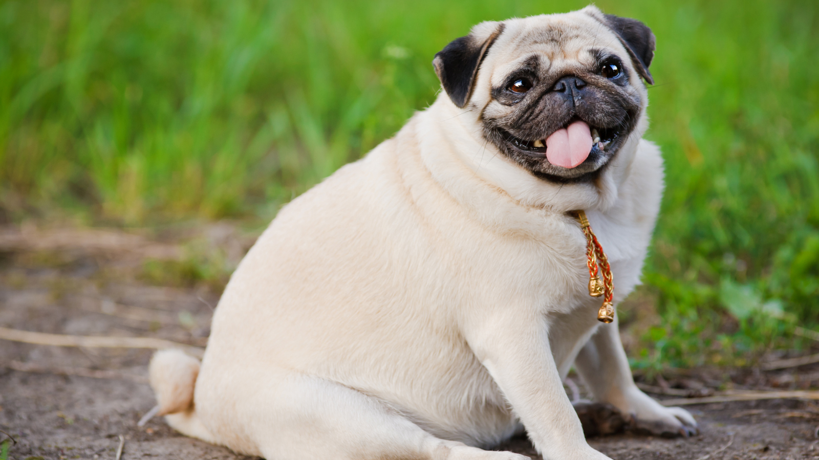 Fisioterapia preventiva para pets sedentários