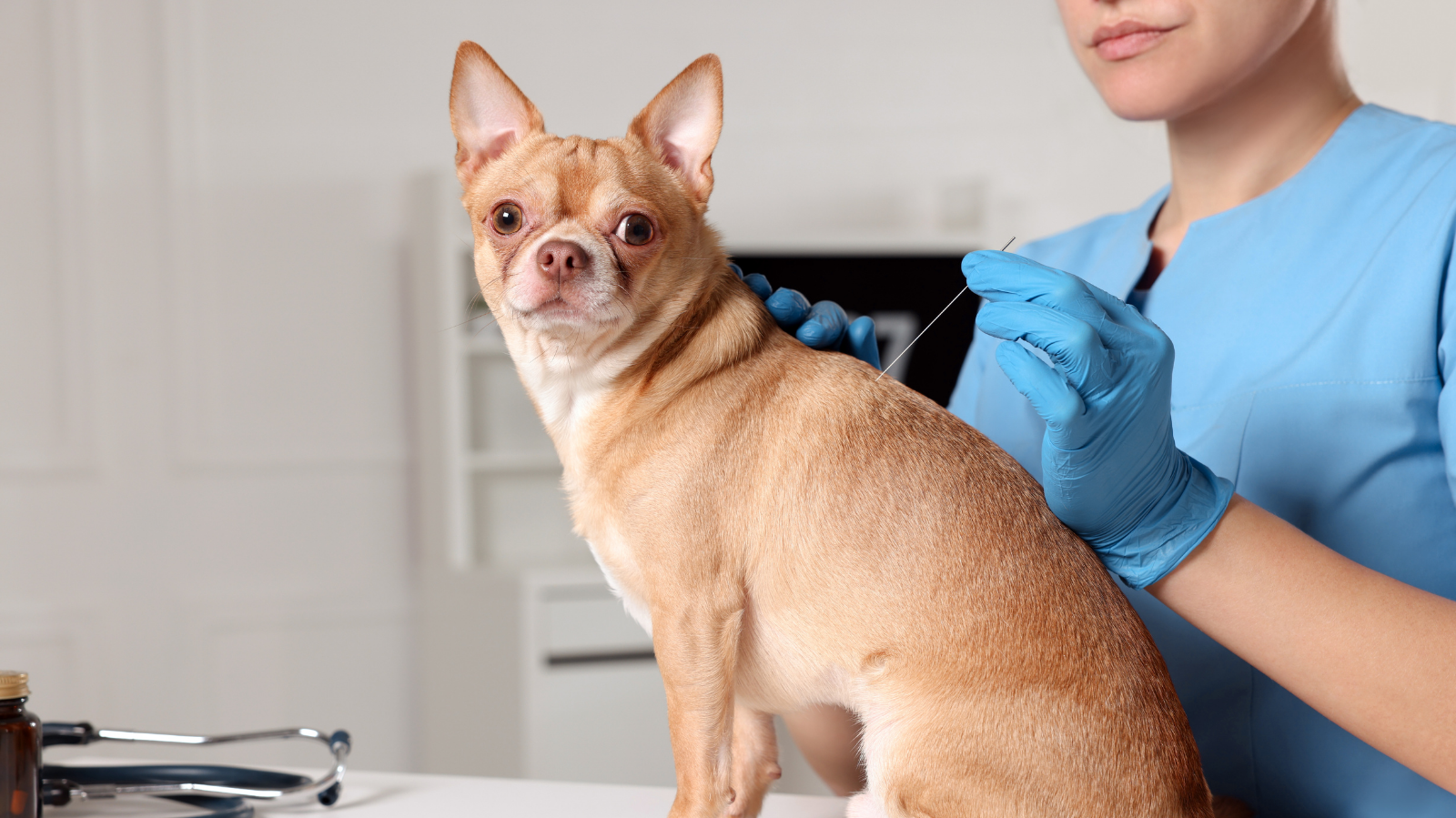 Fisio Care Pet Alphaville 2: tratamento de Acupuntura Veterinária