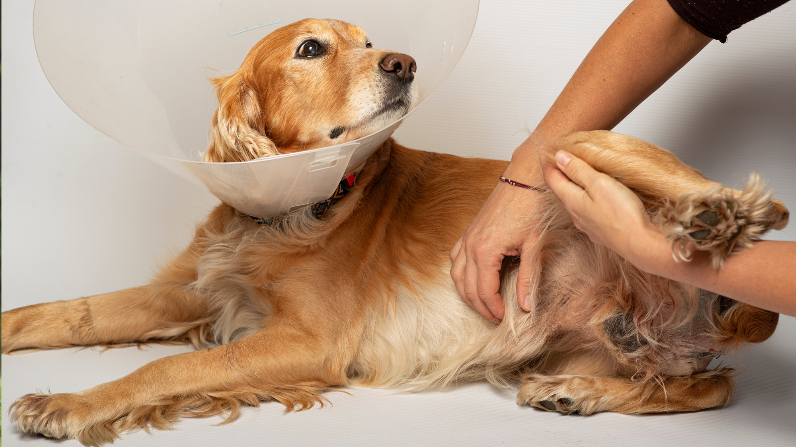 Hérnia de disco em cachorro: é normal? Veja sinais e como agir