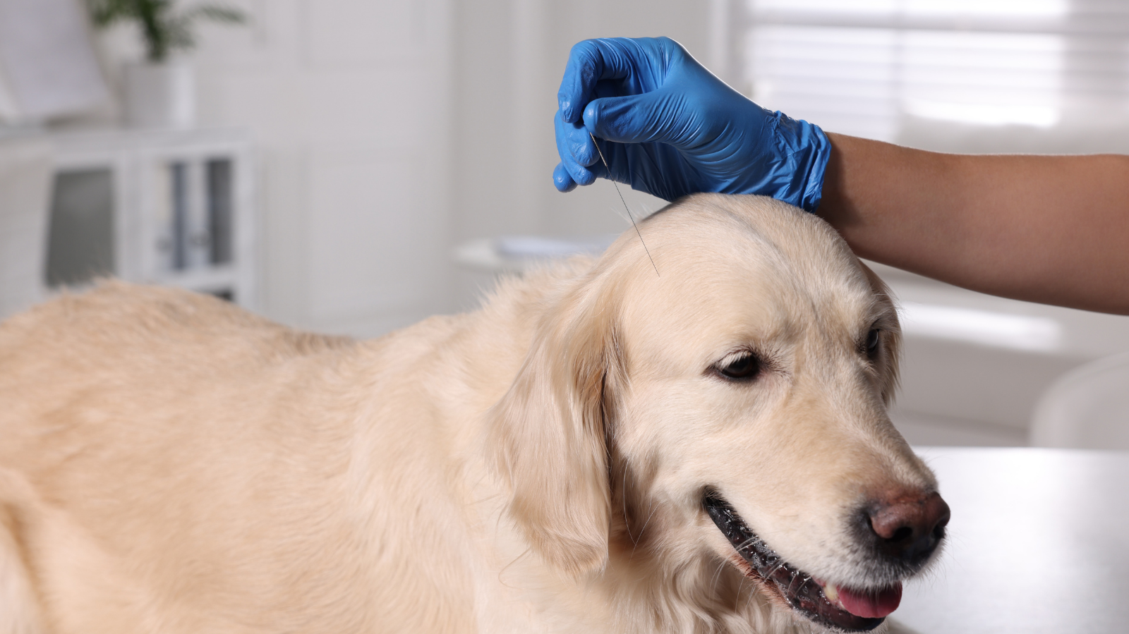Especialização em Acupuntura Veterinária: um novo recurso terapêutico