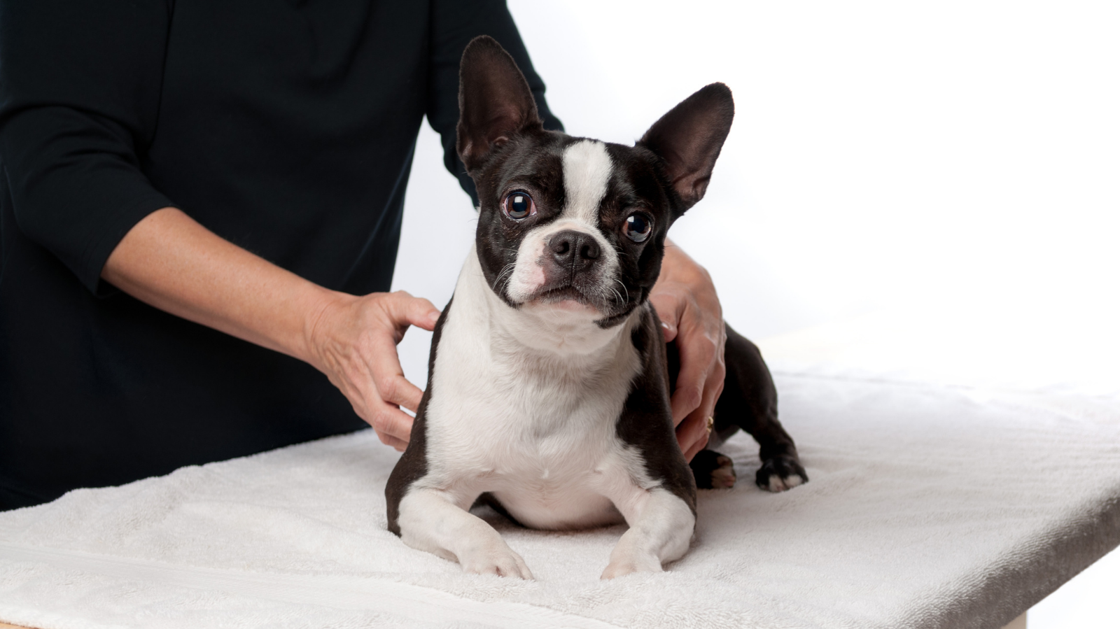 Quiropraxia para cães com dor: alívio e bem-estar