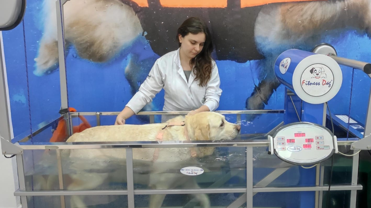 Hidroesteira para pets: como funciona e quando é indicada?