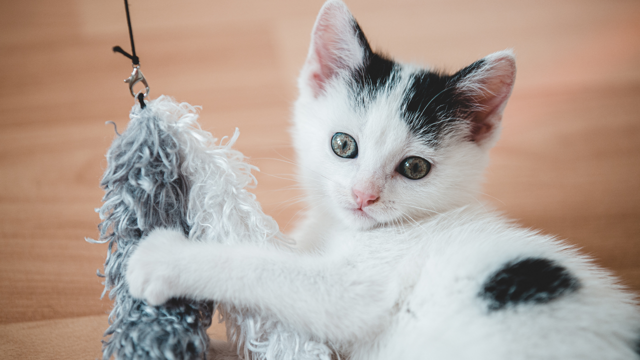 Fisioterapia em Gatos: Entenda Quando e Por Que Seu Gato Precisa de Reabilitação