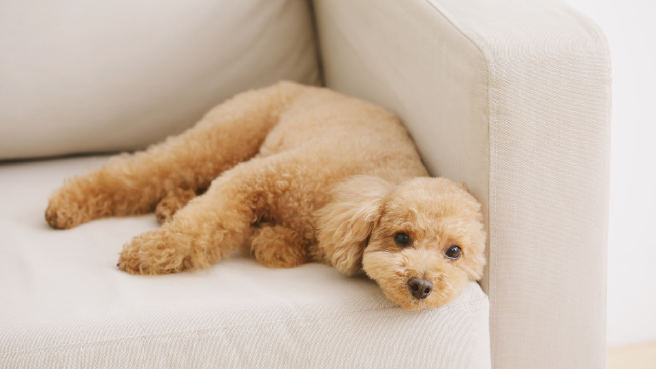 Epilepsia em Poodles: como identificar e cuidar com segurança.