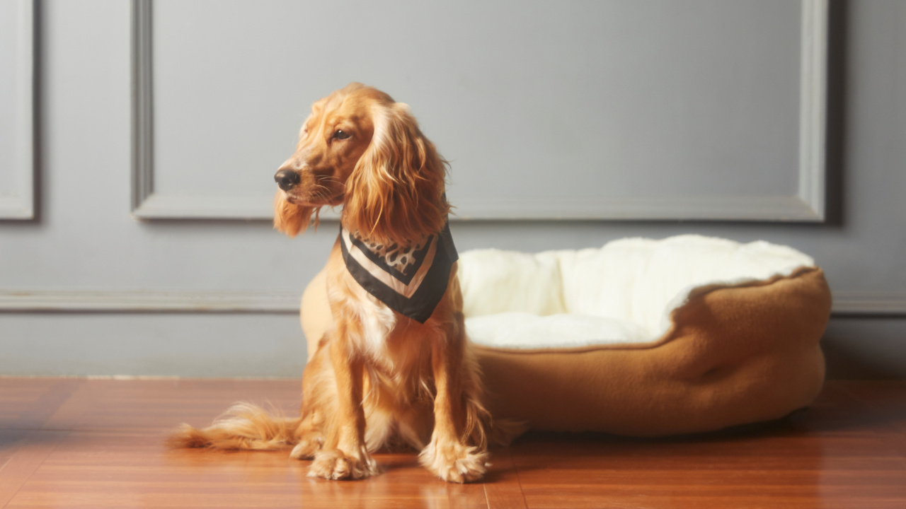 Fisioterapia para cães idosos: mais saúde e independência