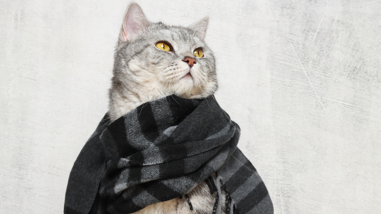 Seu gato fica mais quieto no frio? Entenda o porquê