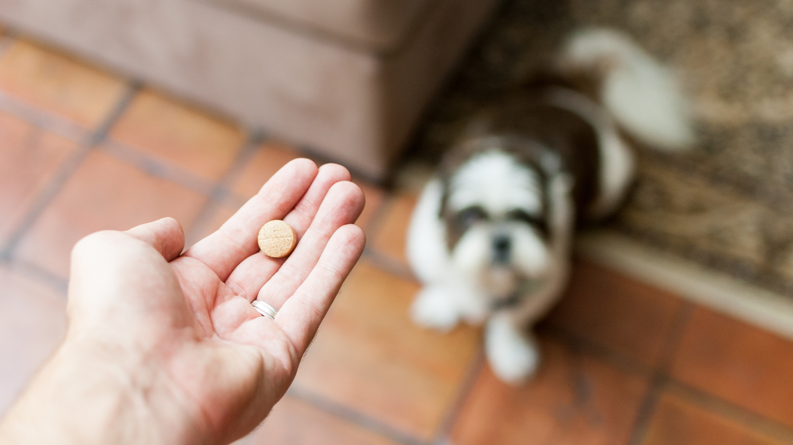 Pode dar paracetamol para cachorro?