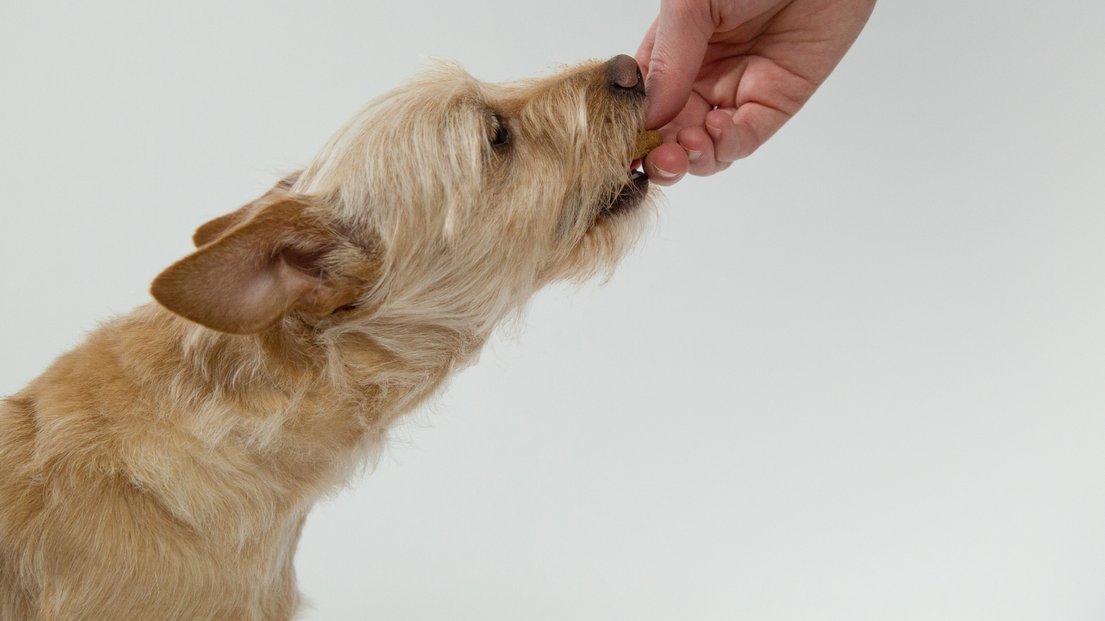 Pode dar biscoito de polvilho para cachorro?
