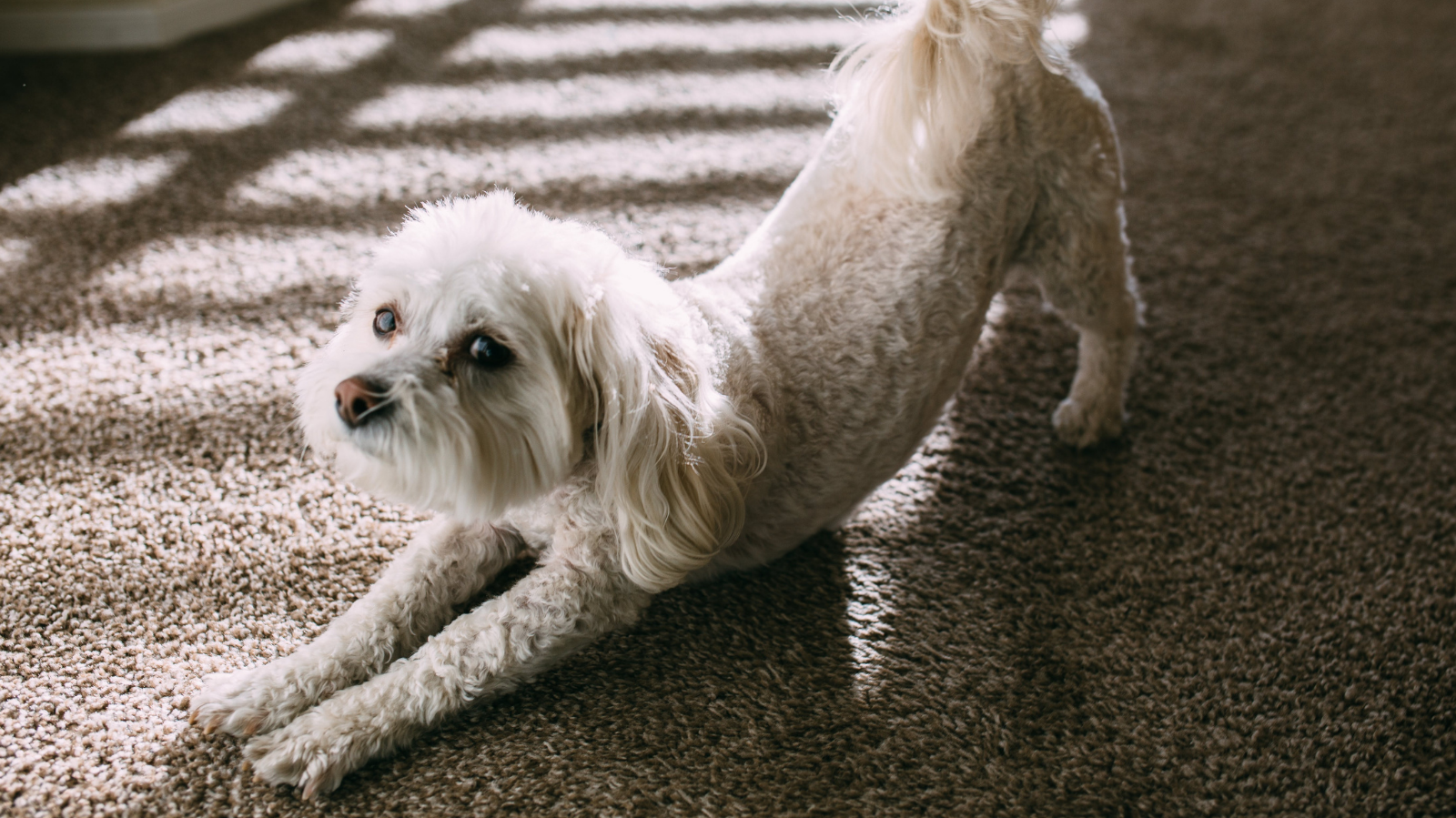 Exercício para cachorro: entenda o que é hidroterapia e treino no solo