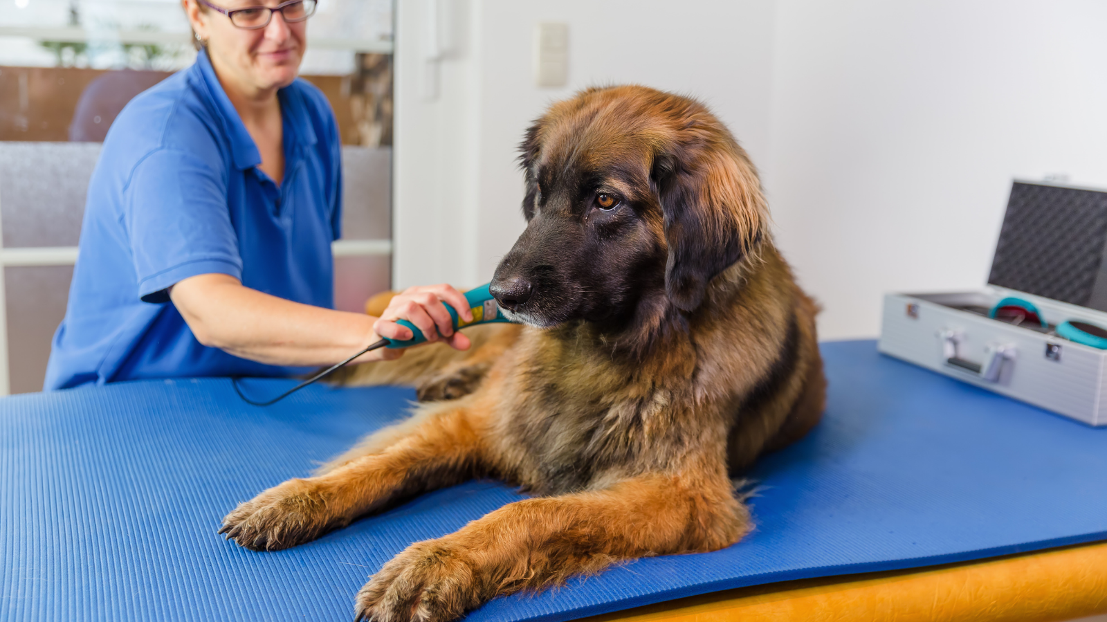 Terapia Integrativa Veterinária: o que você aprende na prática