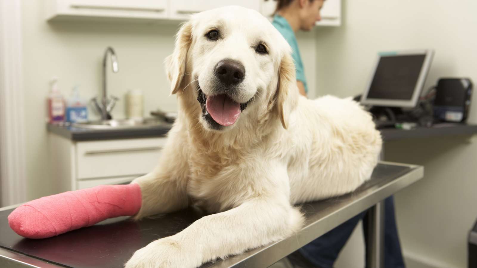 Fisioterapia Veterinária: Quando Ela Pode Evitar a Cirurgia em Cachorro?