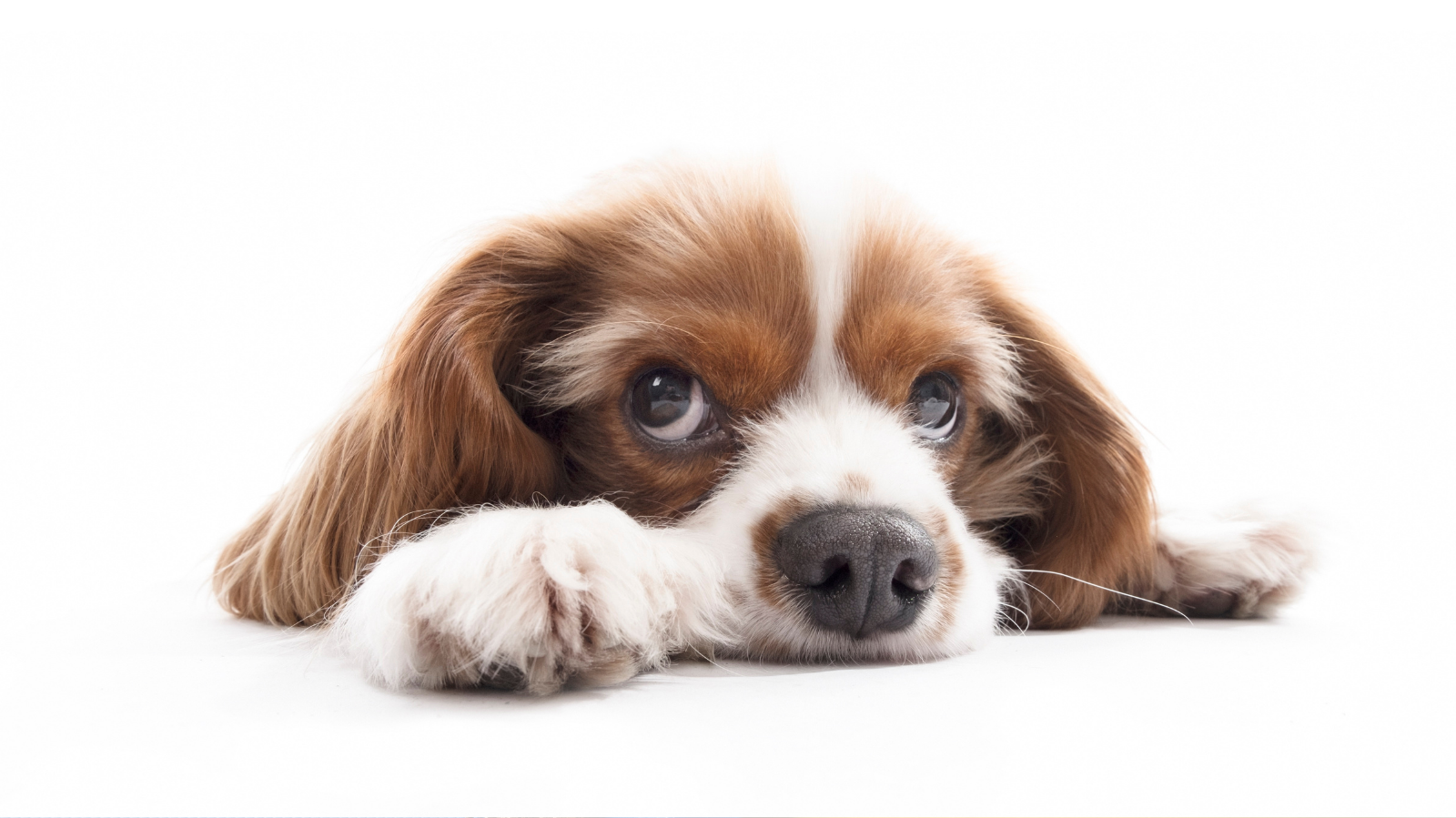 Você notou que seu cachorro não para de tossir? Atenção!
