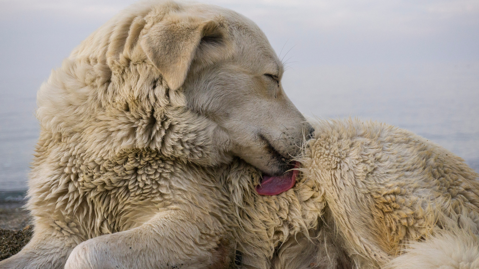 Seu cachorro anda se lambendo muito? Descubra o que pode ser