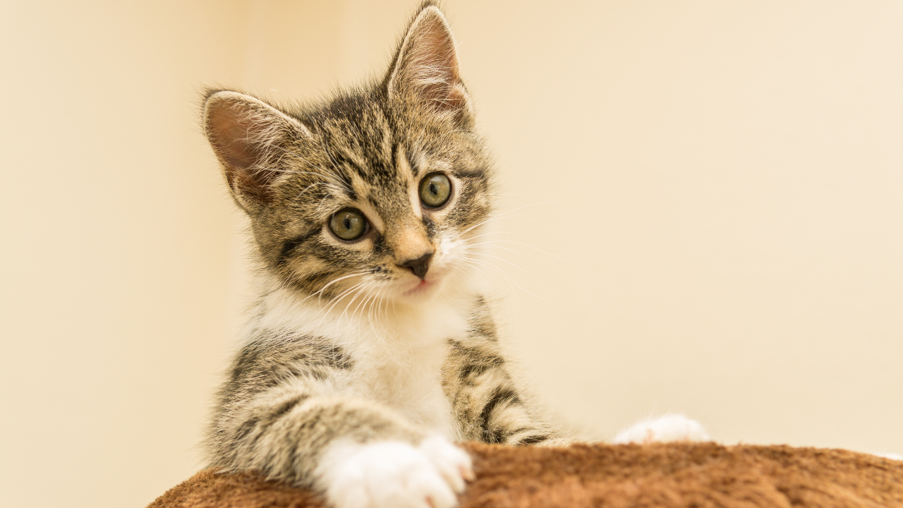 Doenças Musculoesqueléticas em Gatos