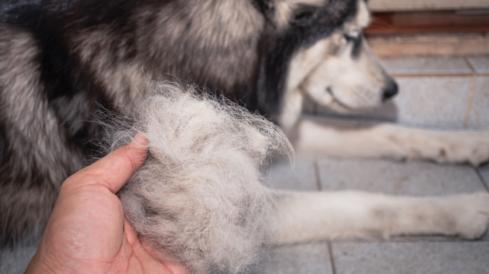 O Que Fazer Para Controlar a Queda de Pelos em Pets