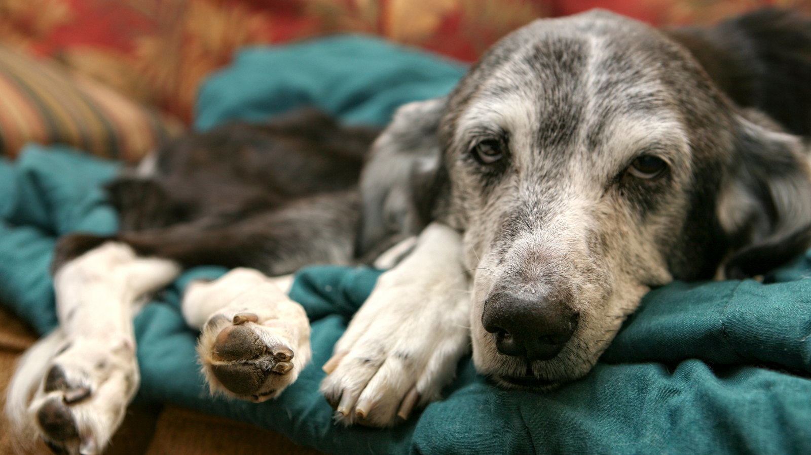 Doenças que cachorros podem desenvolver na terceira idade