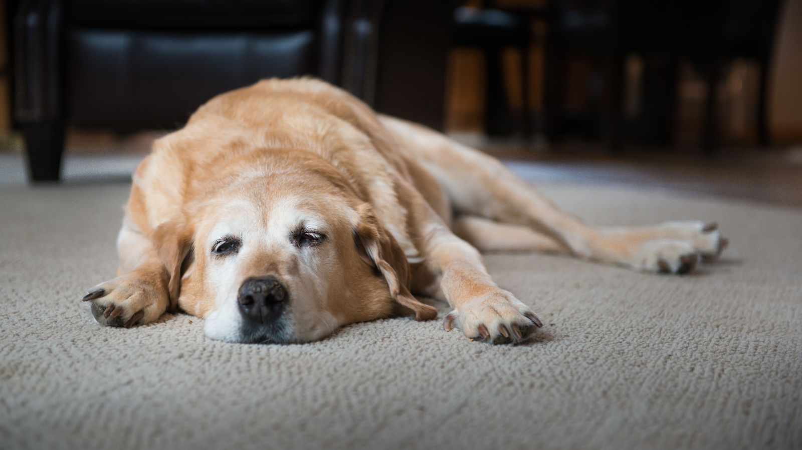 Propriocepção em Pets: O Que É e Por Que É Essencial