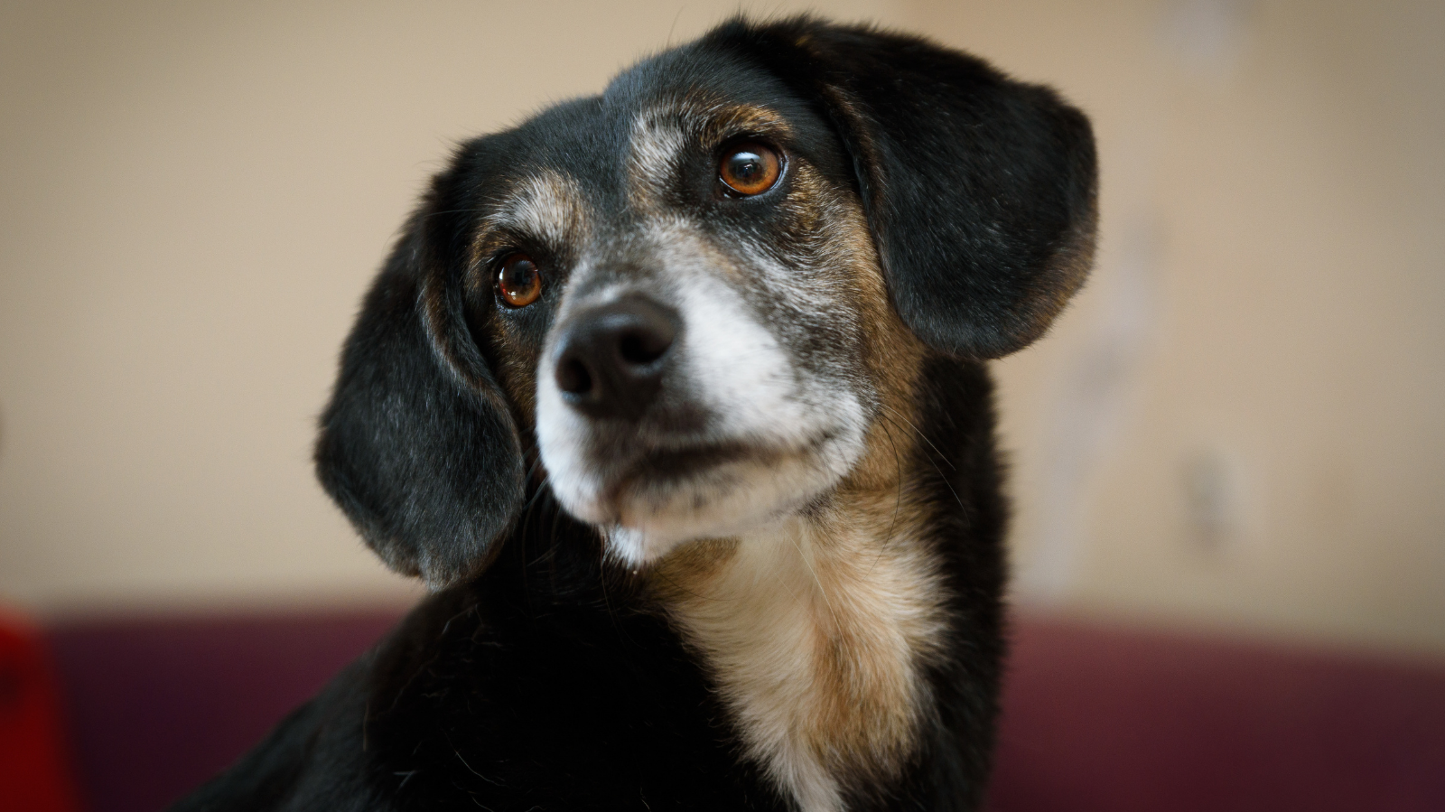 Ceratoconjuntivite Seca em Pets: Como Identificar e Tratar