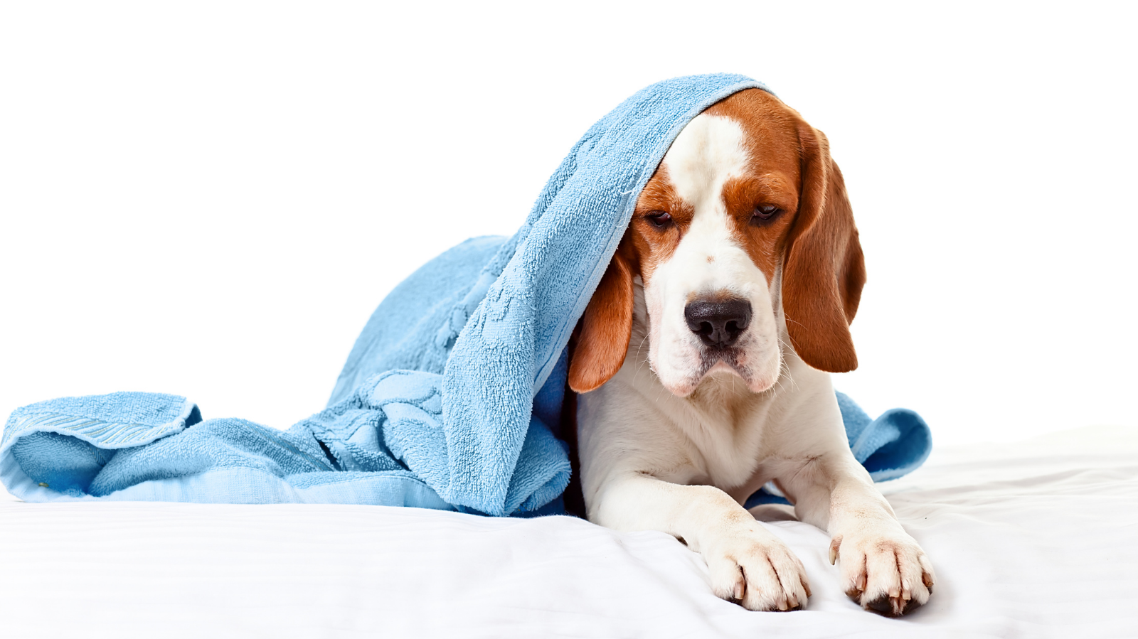 Por que os pets ficam mais preguiçosos no frio?