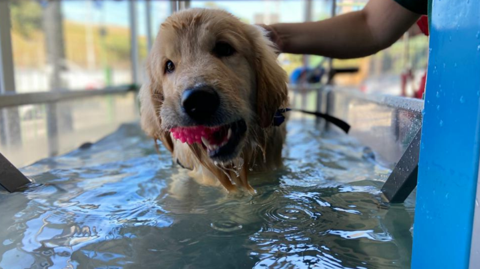 Qualidade de vida para o seu pet: Fisioterapia Animal em Interlagos