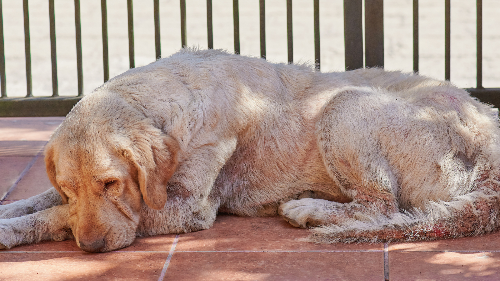 Seu cachorro está com fungo? Saiba como identificar e tratar