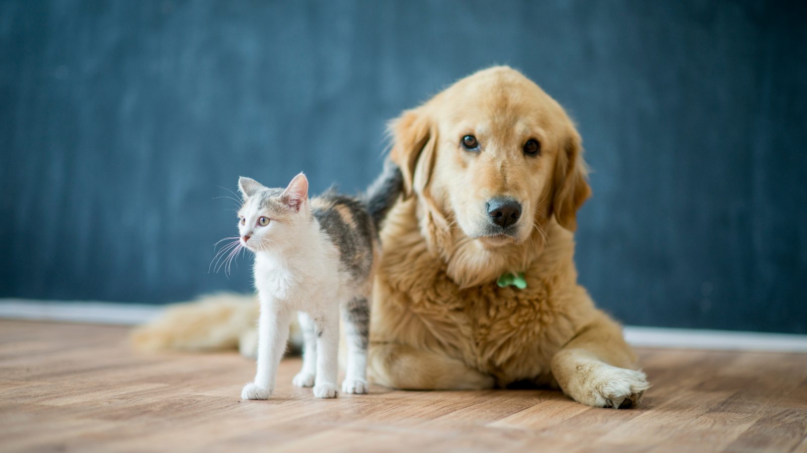 Perda de mobilidade pet: como identificar e tratar seu amigo de forma eficaz
