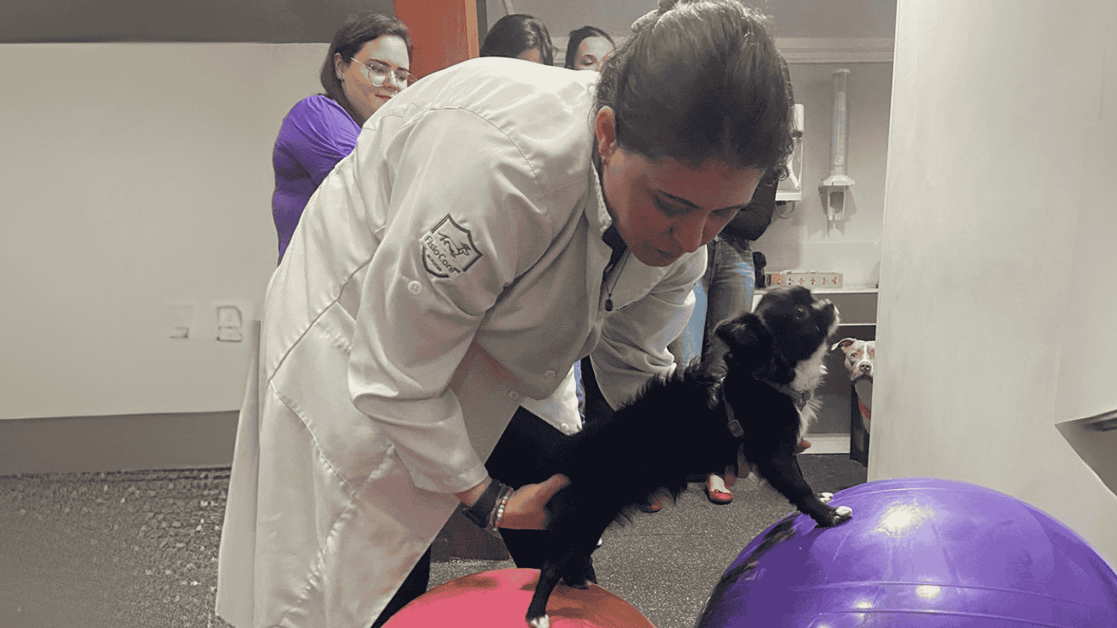 Fisio Care Pet: Referência em Fisioterapia Veterinária em Limeira