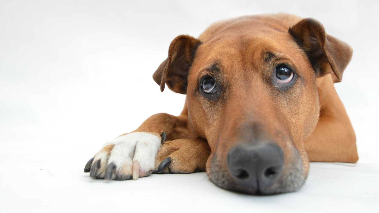 Quando posso dar probiótico para cachorro? Descubra o momento certo
