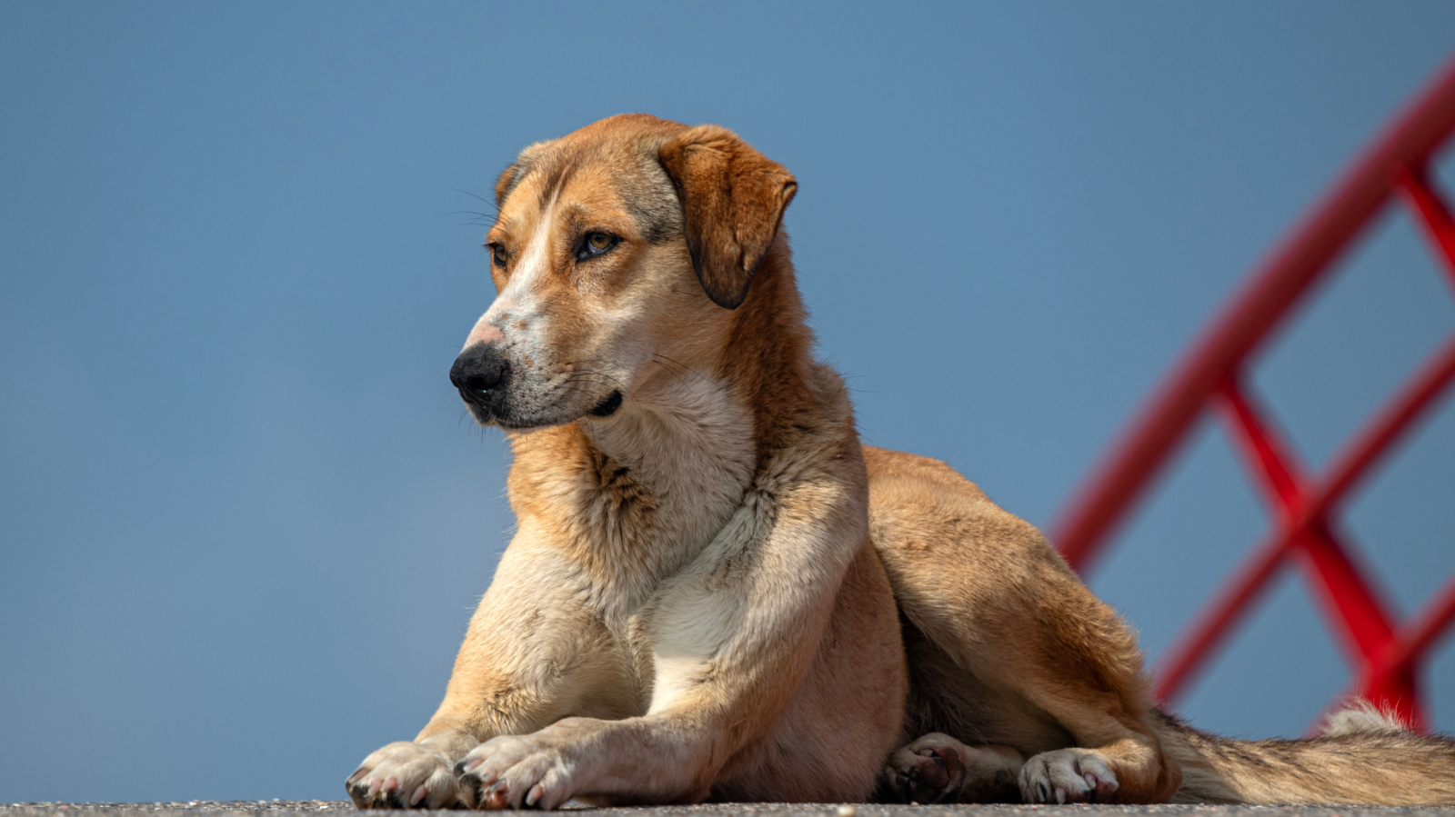 Leptospirose canina: sintomas e prevenção