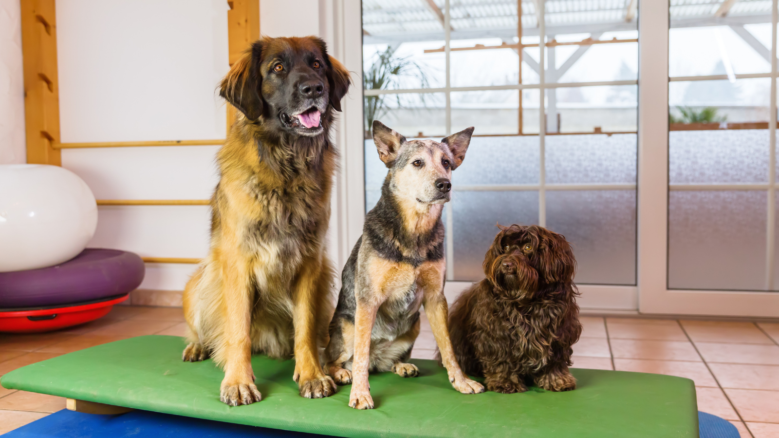Clínica de Fisioterapia Animal em SP – Fisio Care Pet