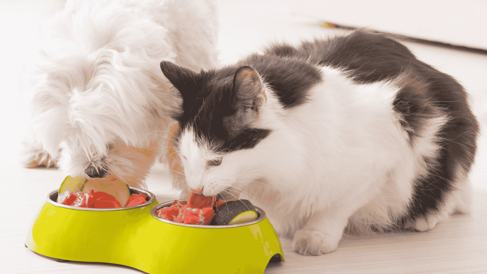 Nutrição Animal para Pets: Guia Completo para Tutores