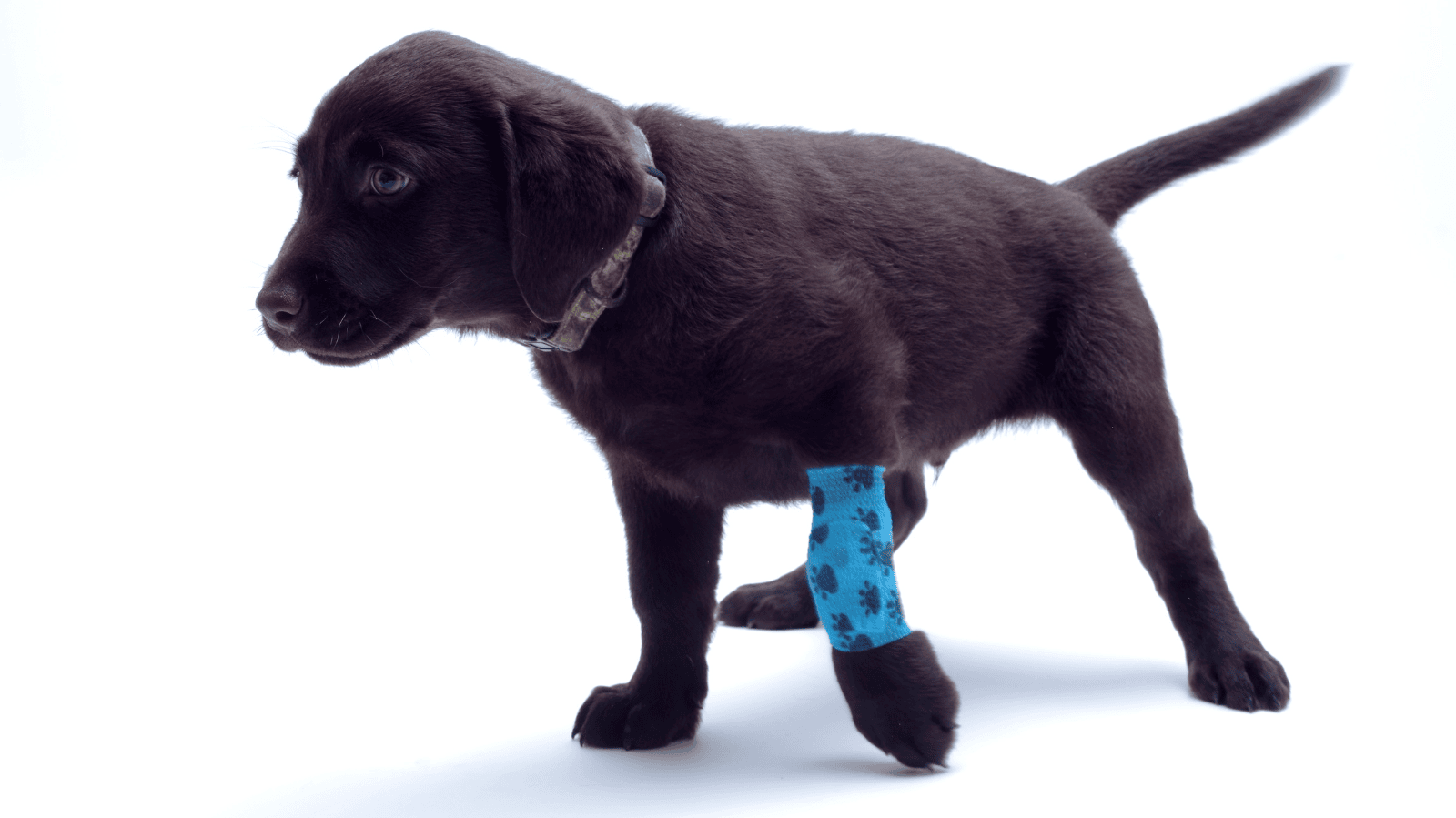 Cachorro com a pata quebrada: Como a fisioterapia ajuda na recuperação