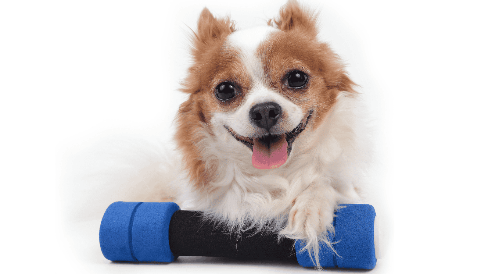 Serviços de Fisioterapia Veterinária em Imperatriz - MA