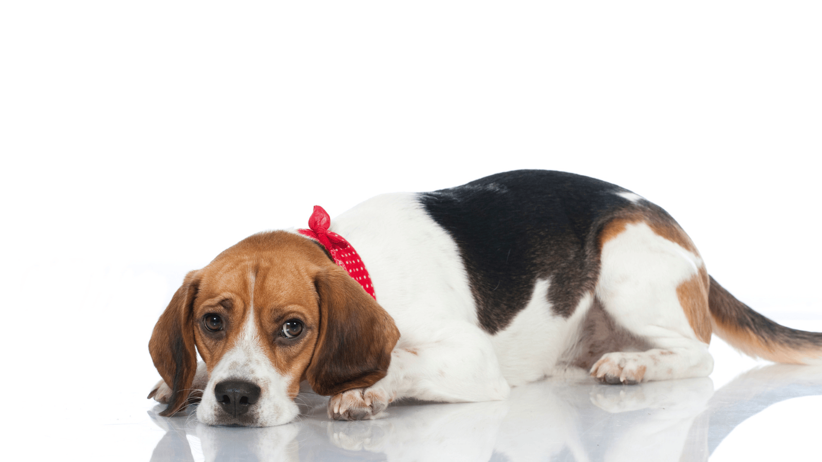 Tratamento para artrose em cachorro: guia rápido para cuidar do seu pet