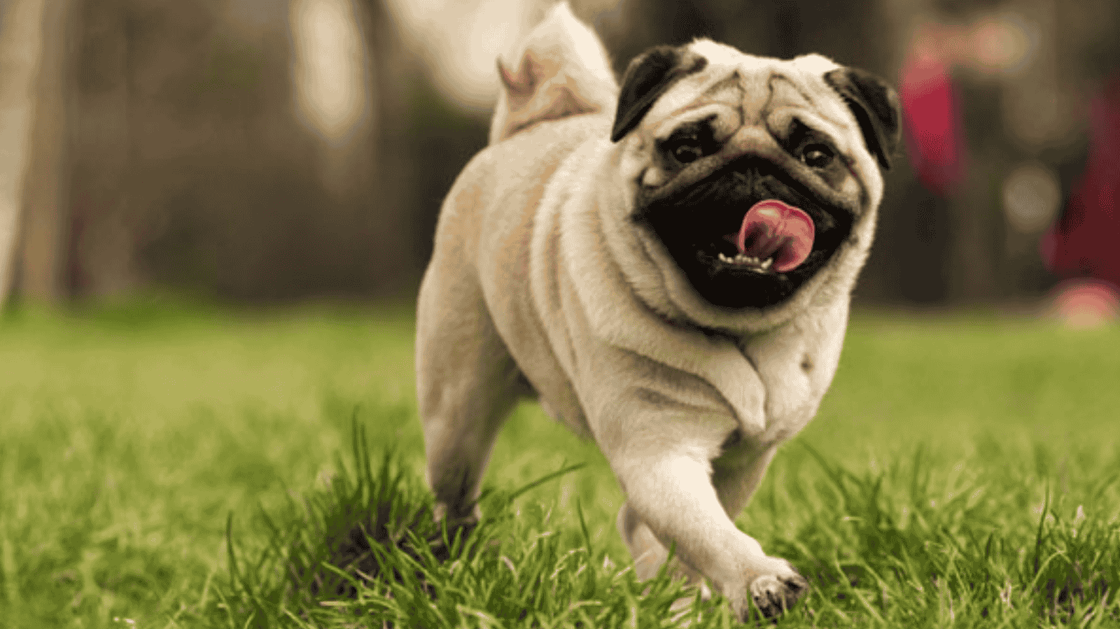 Qual é a Expectativa de Vida de um Pug