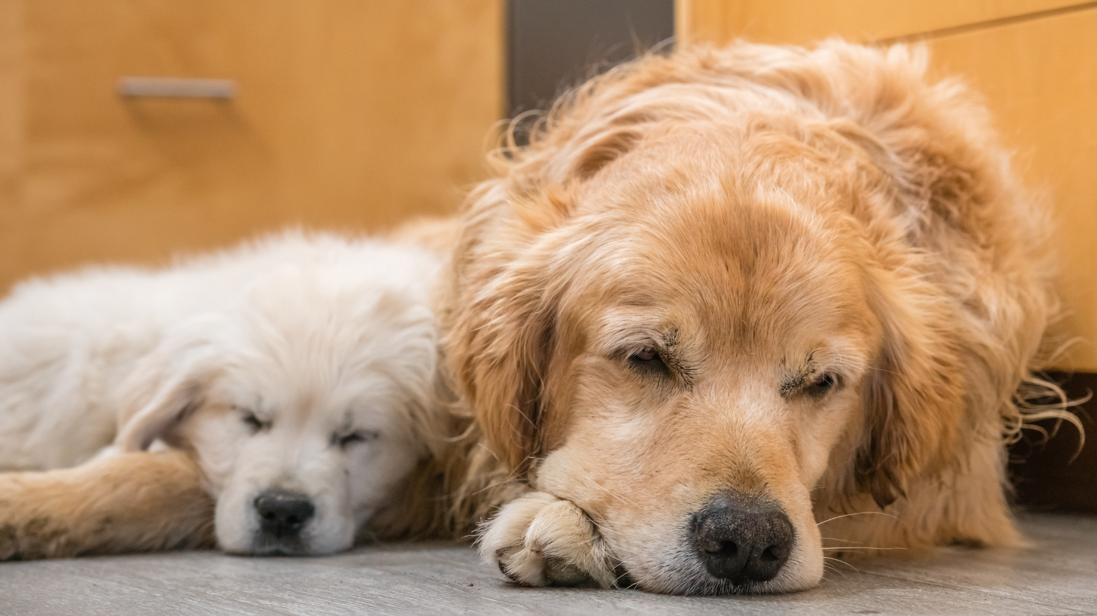 Bem-Estar para Cães Idosos: Dicas e Cuidados Essenciais