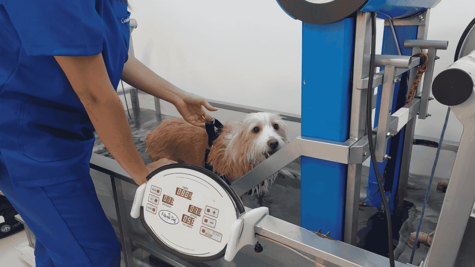 Reabilitação Animal em Santos: Fisio Care Pet chega na Petland!