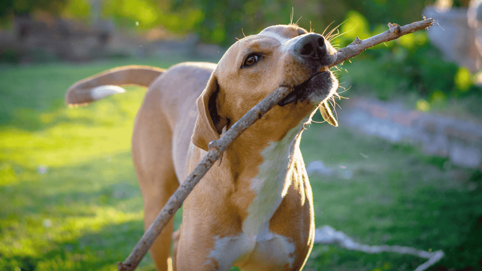 Como Fazer o Pet Viver Mais: Dicas para Aumentar a Longevidade