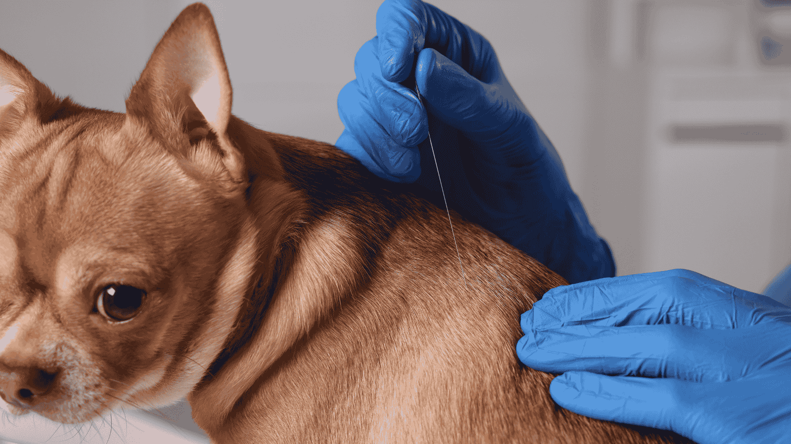 Benefícios da Acupuntura para Pets