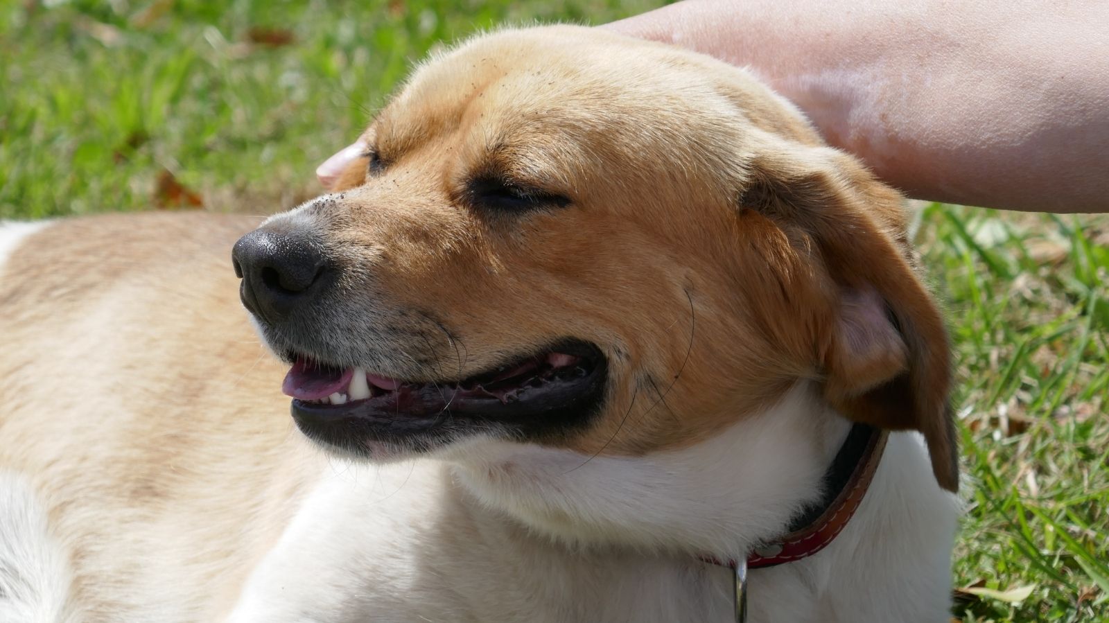 Cachorro com Vitiligo: Causas, Sintomas e Cuidados