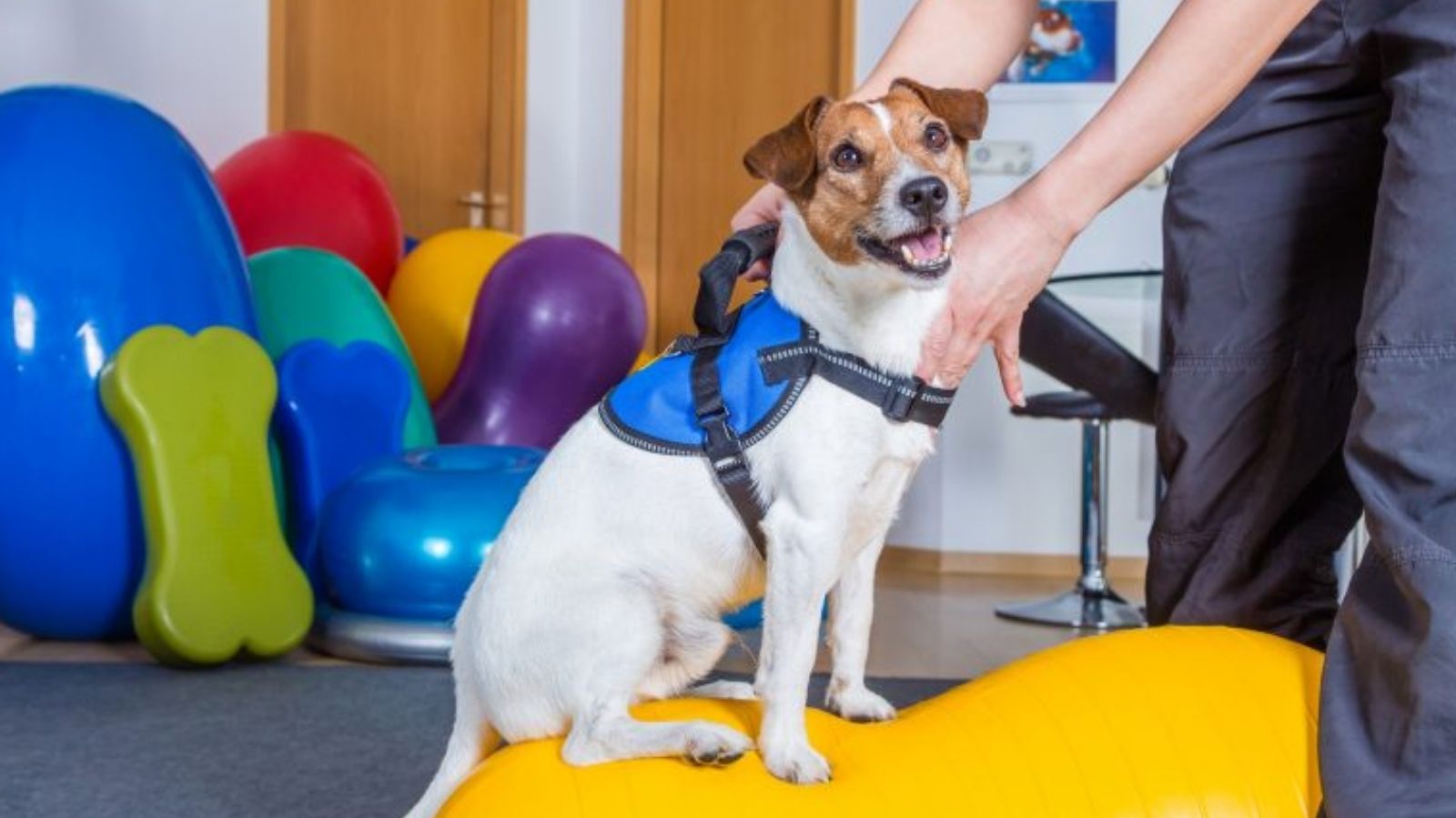 Fisioterapia Veterinária no Anália Franco: Mais Saúde Para Seu Pet