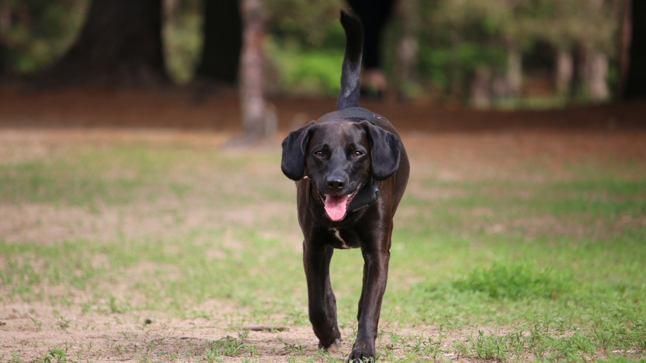 Cachorro Fujão: Como Educar e Prevenir Fugas