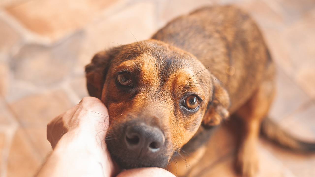 Cachorro com dermatite: entenda o que é e como tratar