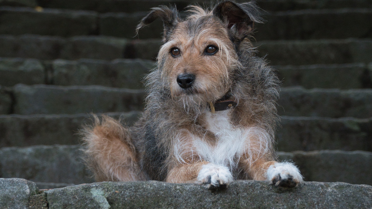 Propriocepção em Pets: O Que É e Por Que É Essencial