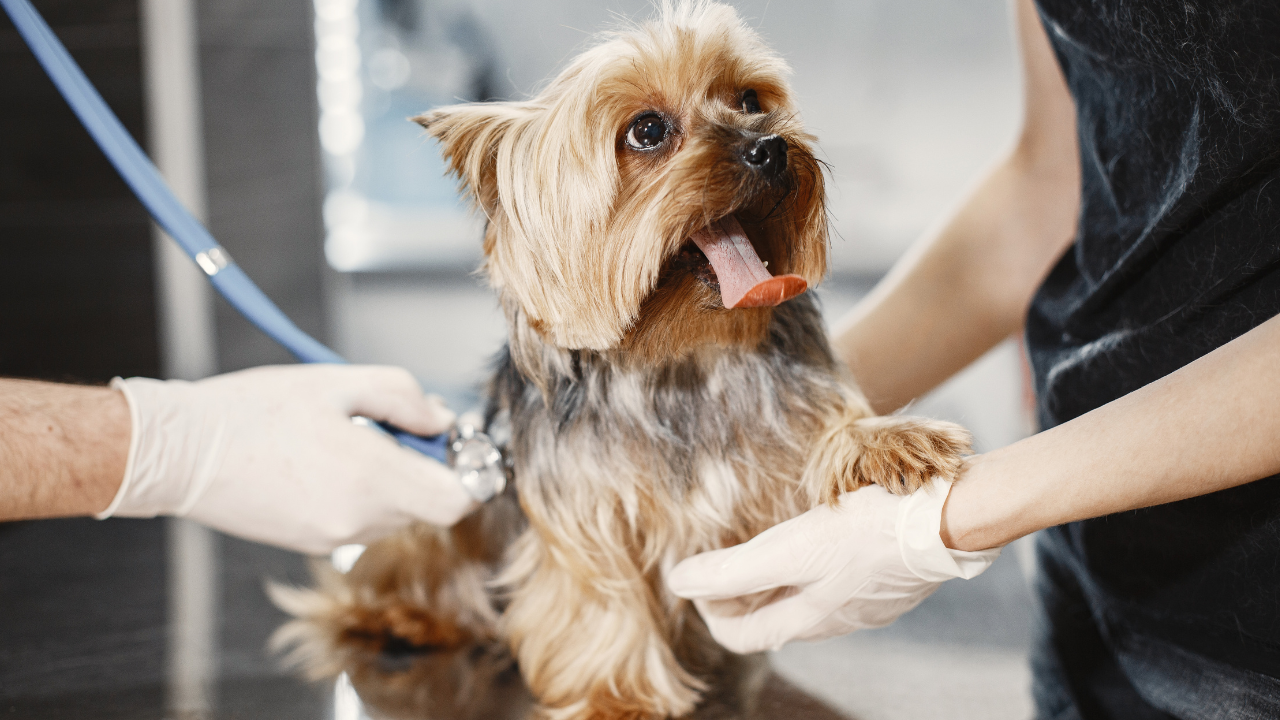 Fisio Care Pet: serviço de Fisioterapia e Reabilitação Animal na Vila Olímpia