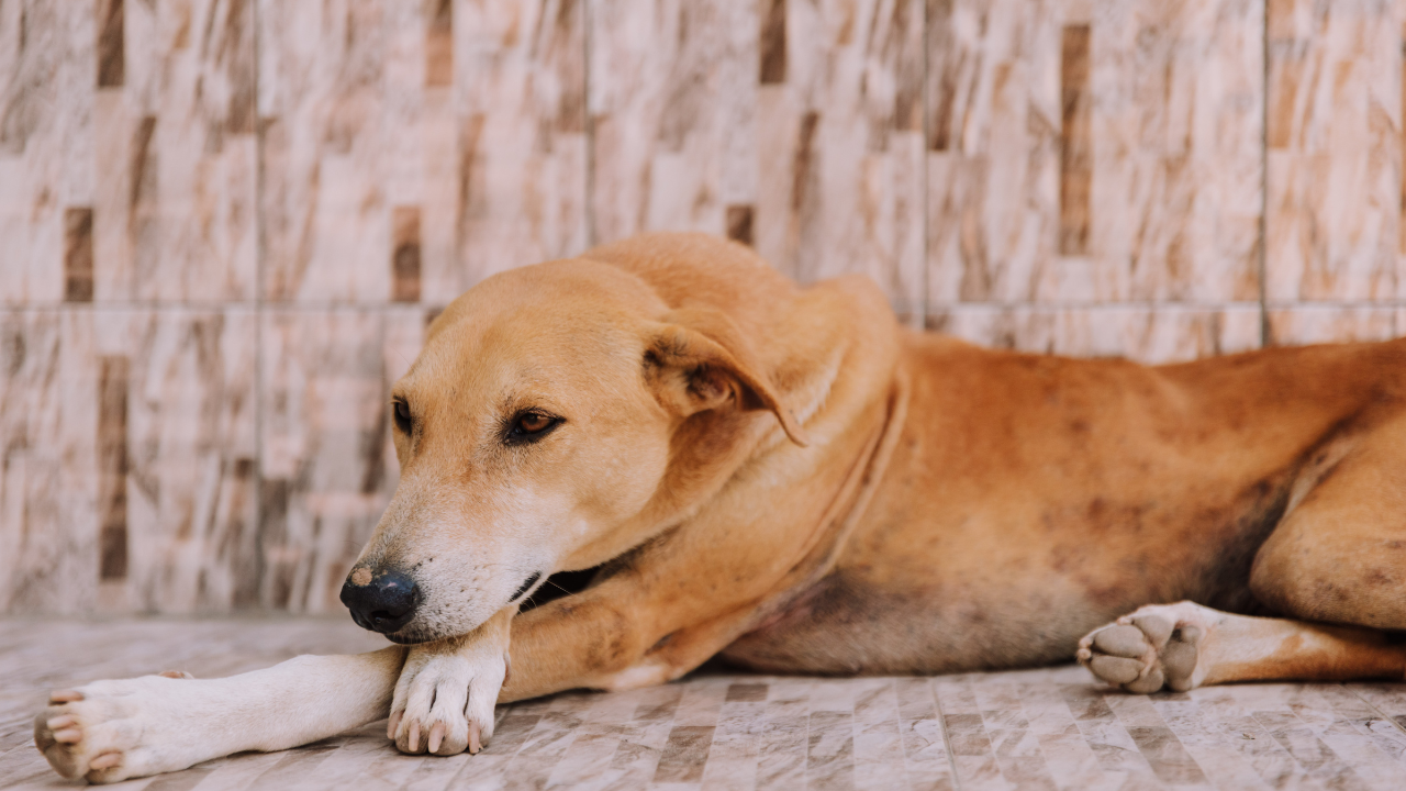 Como identificar Dores Crônicas em cães: sinais, cuidados e tratamento