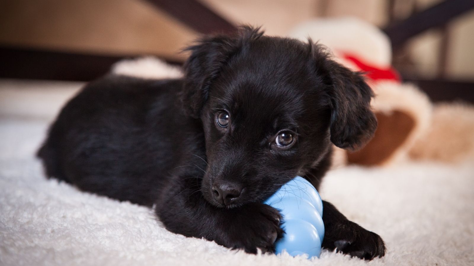 Pancreatite em cachorro: entenda o que é essa doença