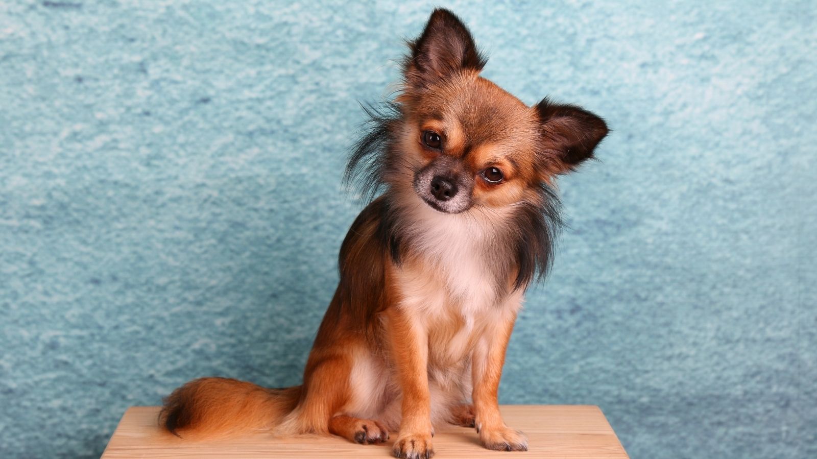 Tendinite em Pets: Como o Shockwave Ajuda na Recuperação