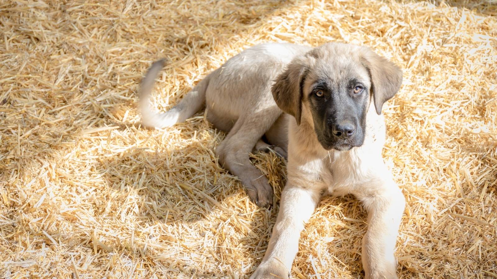 Bronquite Crônica em Cães: Causas, Sintomas e Tratamentos