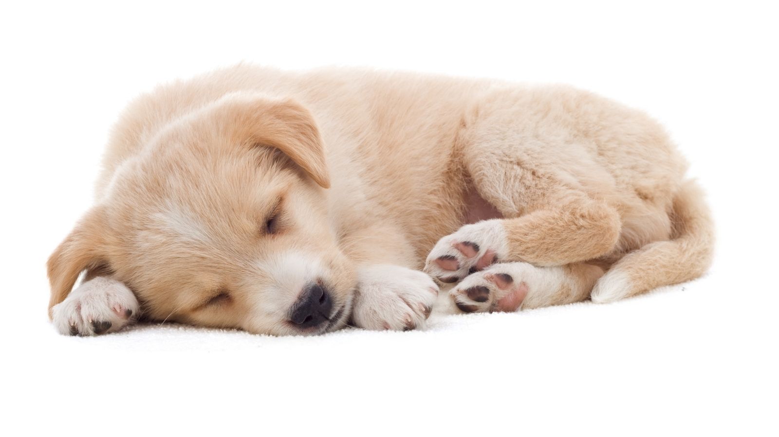 Seu Cachorro Dorme Demais? Entenda Por Que.